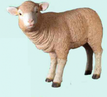 Lamb Standing #7241